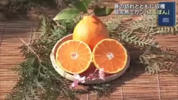 超完熟の高級ミカン「はるぽん」の収穫が最盛期　濃厚な甘さが特徴　三重