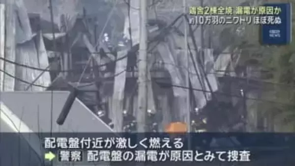 養鶏場の鶏舎２棟が全焼…約10万羽のニワトリ被害に 愛知・美浜町