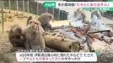 「冬の風物詩　「たき火にあたるサル」12月22日から公開始まる　愛知・犬山市の日本モンキーセンター」の画像1