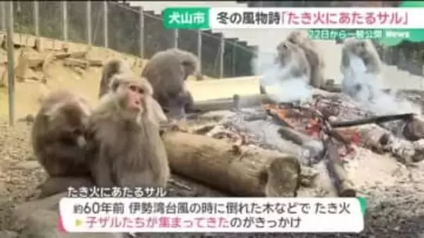 冬の風物詩　「たき火にあたるサル」12月22日から公開始まる　愛知・犬山市の日本モンキーセンター
