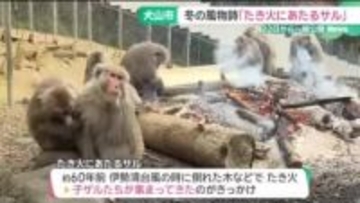 冬の風物詩　「たき火にあたるサル」12月22日から公開始まる　愛知・犬山市の日本モンキーセンター