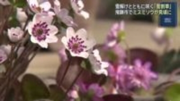 雪解けとともに咲く「雪割草」ミスミソウが見頃　岐阜県飛騨市