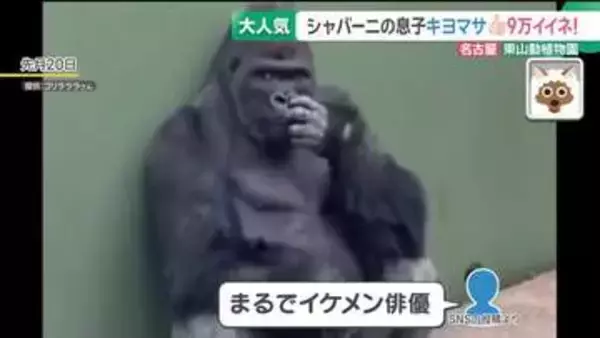 東山動植物園のイケメンゴリラ・シャバーニの息子も大人気　13歳「キヨマサ」のかっこいい仕草とは？