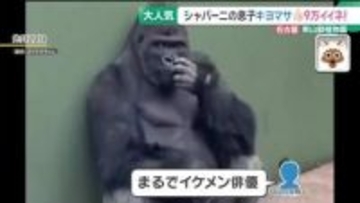 東山動植物園のイケメンゴリラ・シャバーニの息子も大人気　13歳「キヨマサ」のかっこいい仕草とは？
