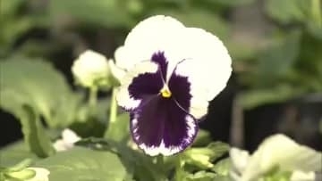 パンジーの出荷が最盛期　冬のガーデニング用として人気　三重県紀北町