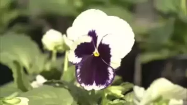 パンジーの出荷が最盛期　冬のガーデニング用として人気　三重県紀北町