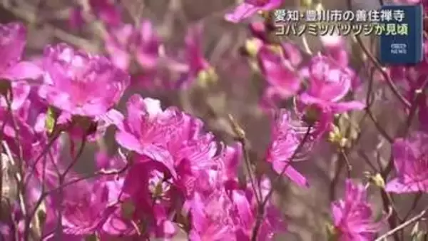 花が落ちたあとに3つの小さな葉　「コバノミツバツツジ」が見頃　愛知