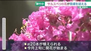 サルスベリの花が見頃　長い間花を咲かせ「百日紅」とも呼ばれる　三重・熊野市