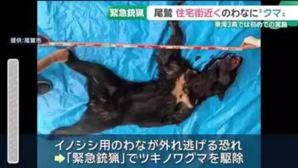 「緊急銃猟」で駆除　住宅の近くのわなにツキノワグマがかかる　三重県尾鷲市