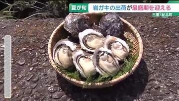 実は夏が旬！「岩ガキ」出荷が最盛期　濃厚でクリーミーな味が今年も楽しめる　三重・紀北町