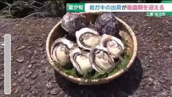 実は夏が旬！「岩ガキ」出荷が最盛期　濃厚でクリーミーな味が今年も楽しめる　三重・紀北町