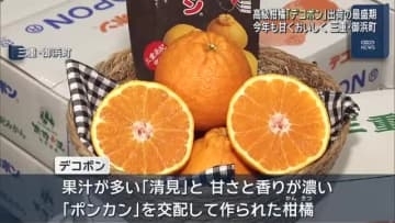 高級柑橘「デコポン」が出荷の最盛期　甘くおいしく仕上がる　名古屋や大阪などに出荷　三重