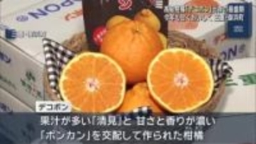 高級柑橘「デコポン」が出荷の最盛期　甘くおいしく仕上がる　名古屋や大阪などに出荷　三重