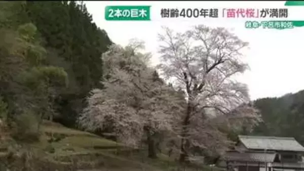 田んぼの苗代の準備を始める頃に咲く…樹齢400年超「苗代桜」が満開　岐阜・下呂市
