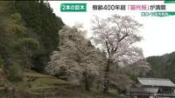 田んぼの苗代の準備を始める頃に咲く…樹齢400年超「苗代桜」が満開　岐阜・下呂市