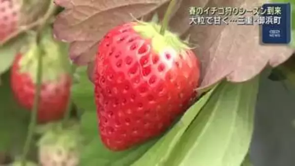 「イチゴ狩りシーズン到来　大粒で甘く育った春の味覚をぱくり　三重」の画像