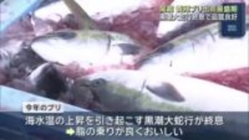 年末年始に向けてブリの出荷最盛期 黒潮大蛇行が終息した今年は脂ののりが良好 三重・尾鷲市