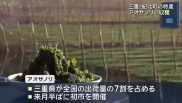 青々としたアオサノリを船で刈り取り　2月の初市に向けて収穫ピーク　三重県紀北町
