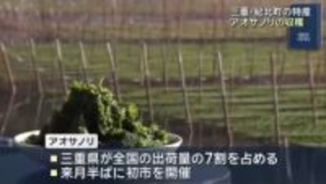 青々としたアオサノリを船で刈り取り　2月の初市に向けて収穫ピーク　三重県紀北町