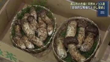 “秋の味覚”マツタケなど天然のキノコの入荷　「全体的な相場だと少し安め」　岐阜県高山市の市場