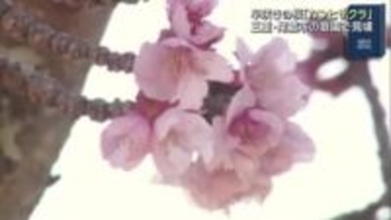 早咲きの「カンヒザクラ」が見頃　1月中旬から開花始まり5分咲き　三重・尾鷲市