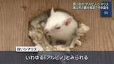 「真っ白”アルビノ”のシマリスが見つかる　岐阜県高山市のリスの森」の画像1
