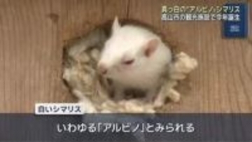 真っ白”アルビノ”のシマリスが見つかる　岐阜県高山市のリスの森