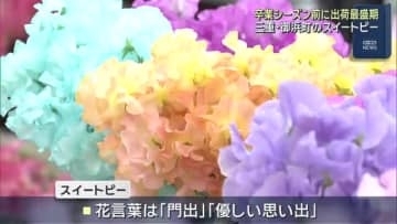 卒業シーズンを前に「スイートピー」の出荷最盛期　花言葉は「門出」「優しい思い出」　三重・御浜町