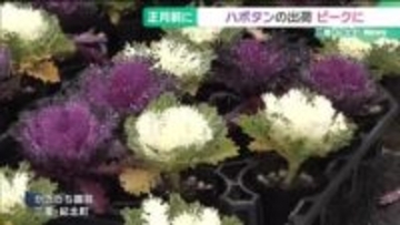 正月に向けて最盛期　色鮮やかなハボタンの出荷　三重県紀北町