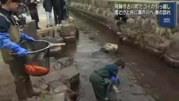 岐阜県飛騨市で春の訪れ告げる「コイの引っ越し」　越冬池から雪どけと共に川へ