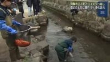 岐阜県飛騨市で春の訪れ告げる「コイの引っ越し」　越冬池から雪どけと共に川へ