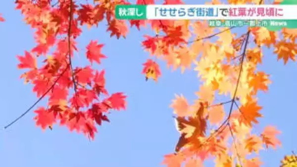 紅葉が見頃に「飛騨・美濃せせらぎ街道」沿道の木々が赤や黄色に染まる　岐阜
