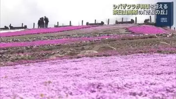 斜面一面”ピンクのじゅうたん”　40万株のシバザクラが見頃迎える　愛知・茶臼山高原
