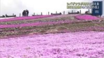 斜面一面”ピンクのじゅうたん”　40万株のシバザクラが見頃迎える　愛知・茶臼山高原