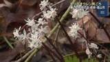 「飛騨に春の訪れ　セリの葉に形が似た「セリバオウレン」が見ごろ　岐阜県高山市」の画像1