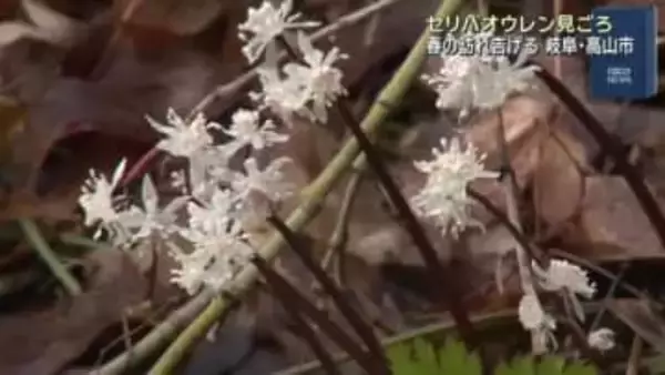 飛騨に春の訪れ　セリの葉に形が似た「セリバオウレン」が見ごろ　岐阜県高山市