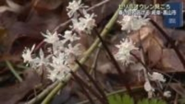 飛騨に春の訪れ　セリの葉に形が似た「セリバオウレン」が見ごろ　岐阜県高山市