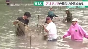 全国一の生産量「アオサノリ」の種付け作業始まる　年明けの豊漁を期待　三重・紀北町