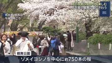 花散らしの雨　名古屋の桜の名所では花見を楽しむ姿も　鶴舞公園