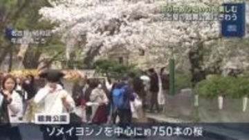 花散らしの雨　名古屋の桜の名所では花見を楽しむ姿も　鶴舞公園