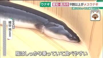 まもなく土用の丑　レアな「メスうなぎ」の出荷始まる　愛知・高浜市の養殖場　皮が柔らかく身はふっくら
