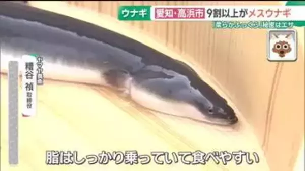 まもなく土用の丑　レアな「メスうなぎ」の出荷始まる　愛知・高浜市の養殖場　皮が柔らかく身はふっくら