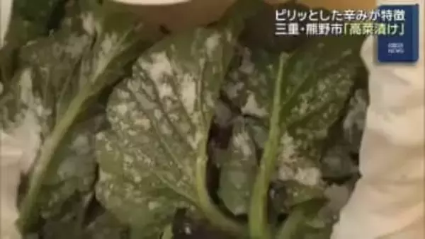 ピリッとした辛味が特徴「高菜漬け」作りたけなわ　郷土料理「めはりずし」にも　三重・熊野市