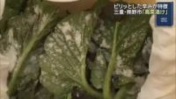 ピリッとした辛味が特徴「高菜漬け」作りたけなわ　郷土料理「めはりずし」にも　三重・熊野市