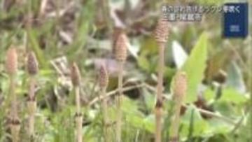 春の訪れを告げるツクシが芽吹く　三重県尾鷲市