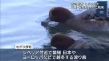 冬の使者 ヒドリガモの飛来 越冬地でパートナー探し　三重・紀北町