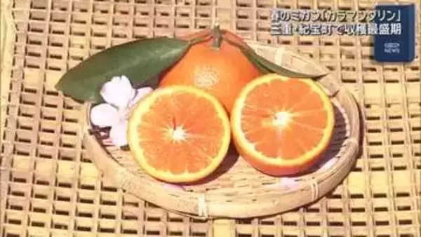 春の高級ミカン「カラマンダリン」の収穫が最盛期　濃厚な甘みとほどよい酸味が特徴　三重・紀宝町