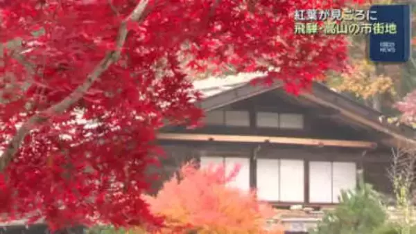 飛騨・高山の市街地で紅葉が見ごろ　来週雪の予報で週末が一番の見ごろか