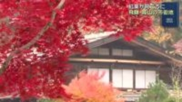 飛騨・高山の市街地で紅葉が見ごろ　来週雪の予報で週末が一番の見ごろか