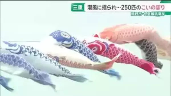 世界遺産の海岸で潮風に揺られる250匹のこいのぼり　三重・熊野市の七里御浜海岸